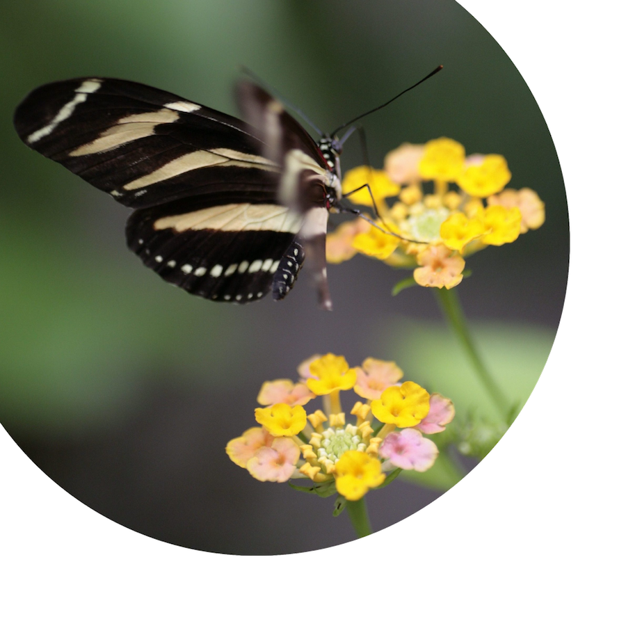 Butterfly on yellow flowers for EicOsis home page