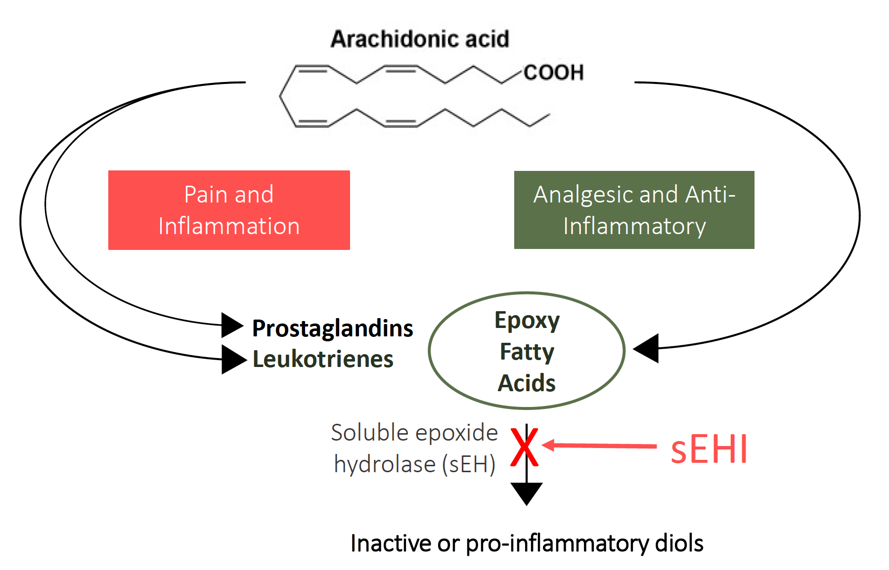 Metabolic pathway from arachidonic acid to the analgesic and anti-inflammatory epoxy-fatty acids. Epoxy fatty acids are then degraded by the sEH enzyme to potentially harmful diols. By inhibiting sEH enzyme we increase these naturally occurring analgesic and anti-inflammatory epoxy fatty acids