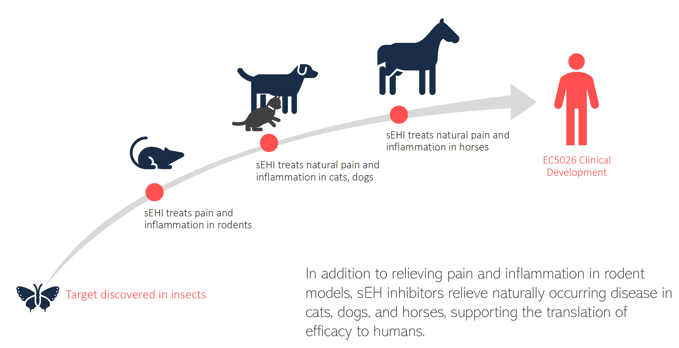 A pathway from a butterfly to a rodent, to companion animals, to horses and finally to humans. It shows the process of development of sEHI inhibitors for pain and inflammation